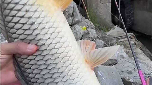 一条超级大鲤鱼