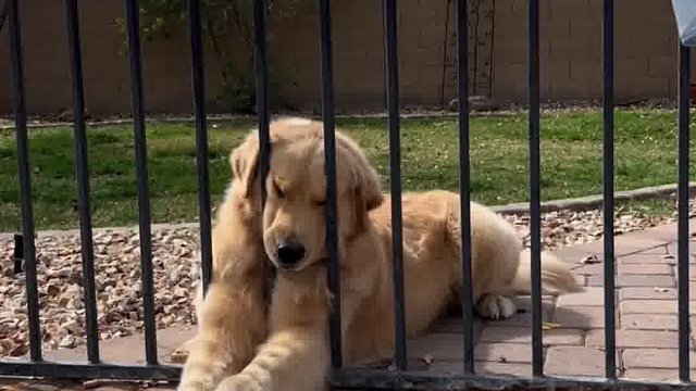 把大金毛急的腿都伸直了