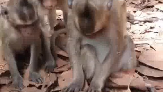 猴子想干嘛呀？想给牛蛙做个解剖吗？