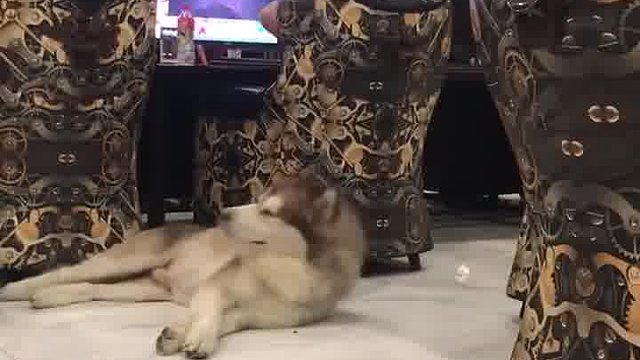 阿拉斯加： 谁Tm脱鞋了？