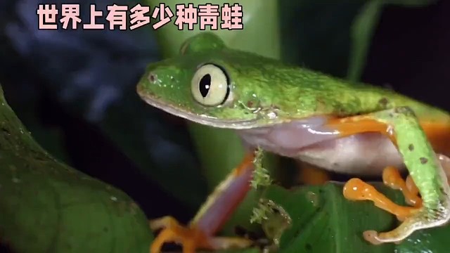 世界上有多少种青蛙？