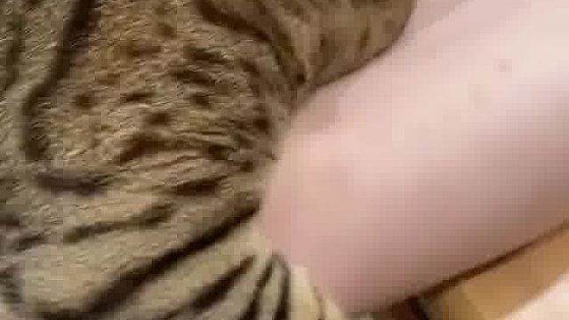 铲屎的，趴好了，可以开始按摩了！