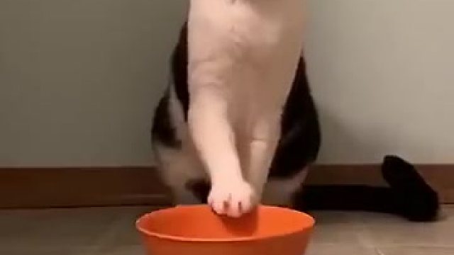 铲屎的，朕饿了！！赶紧拿吃的来！！