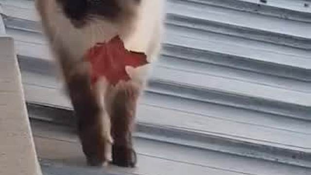 铲屎的快出来，快看我给你带什么好东西了~