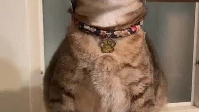 铲屎官给喵星人准备的头盔太帅了