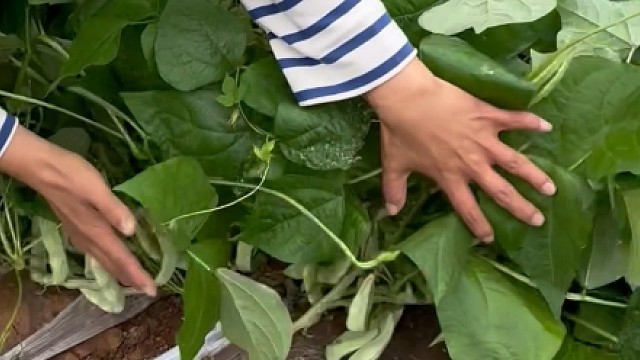 不用搭架的爬地豆角，非常适合懒人种植！