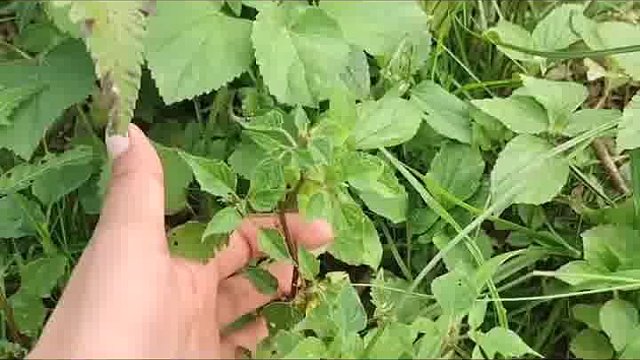 灯笼草的作用是什么