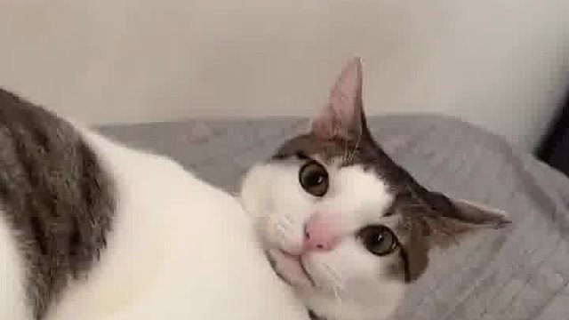 防卫姿势也太可爱了