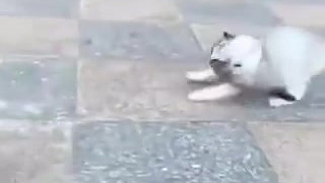 高难度骑乘，成功上猫背。