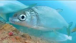 魚為什么不閉眼睡覺，你知道嗎？