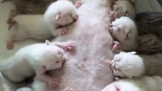 高产 再多一只就没奶吃了