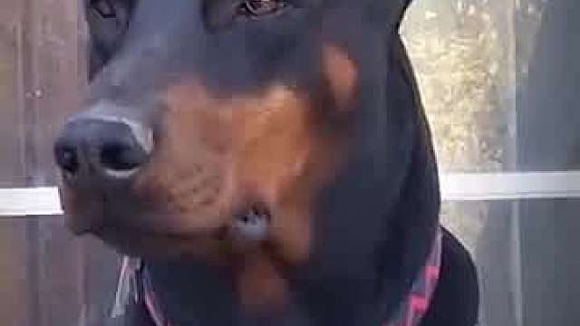 高度警戒状态下的狗狗！我能有这么帅就好了