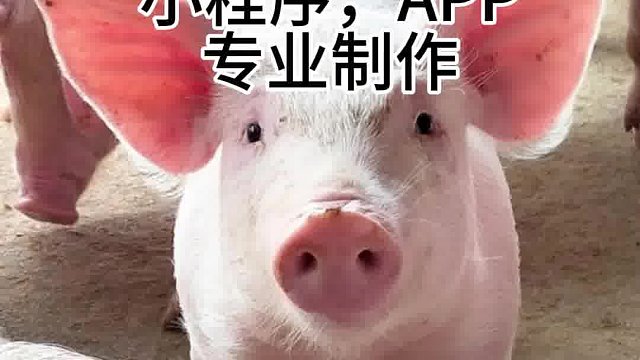 #小程序开发   专业的技术团队，确保系统稳定可靠