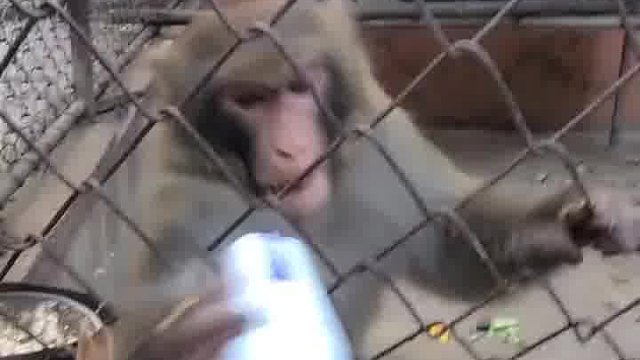 猴子肺都给气炸了