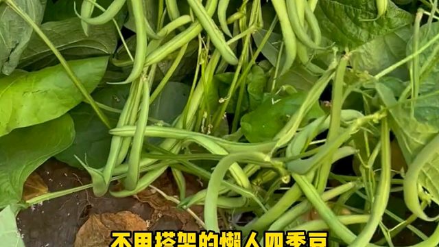 不用搭架也高产的四季豆，推荐大家种植！
