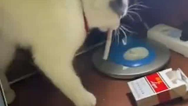 猫哥又要出去见他好大哥了