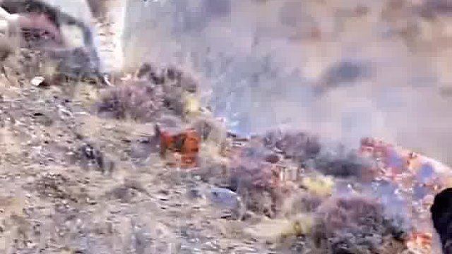 猞猁看起来好霸气啊，头上还有两根天线，这狗应该不是对手