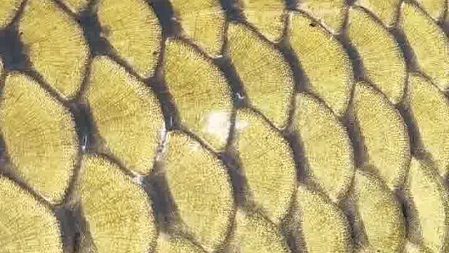 有一片不同的鳞片，里面藏了辟邪剑谱