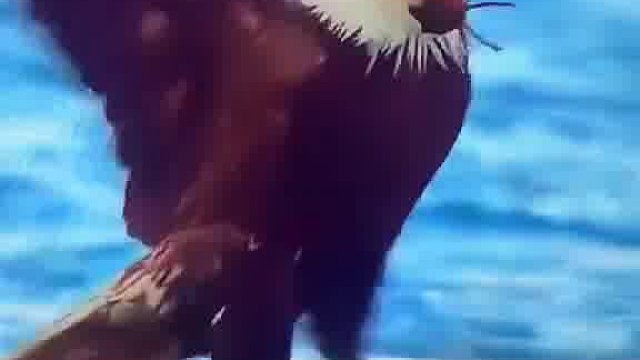 老鹰怎么也想不到会栽到一只小小的螃蟹手里[允悲][允悲]