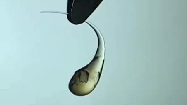 鲁伯特之类本来就是玻璃制品，为什么会坚不可摧