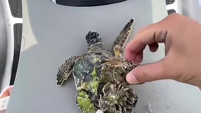 爬个螃蟹就过分了