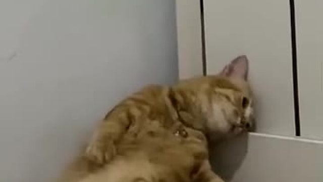 生无可恋的猫猫