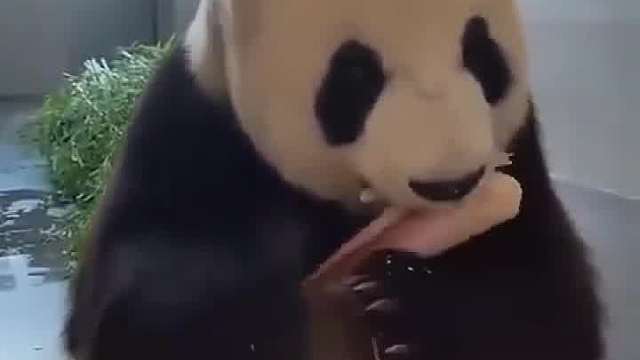 熊猫：卧槽，刚才我把什么给扔了？我想想。