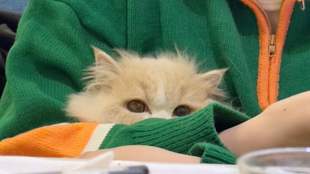 世界上不能没有小猫咪！