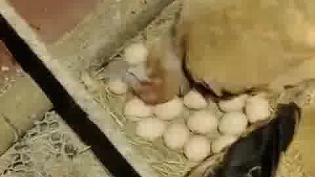 老母鸡很凶悍的呀，像这种小蛇根本就不是对手