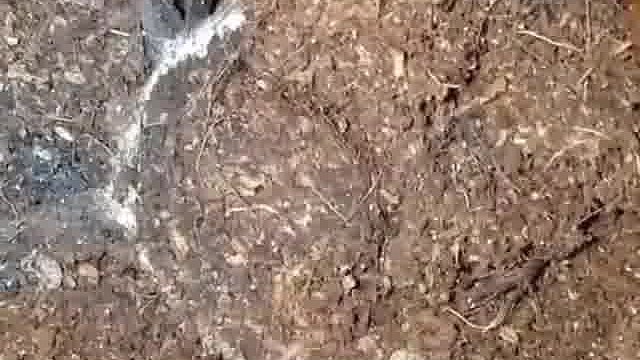 厉害了，这蜘蛛在泥下面是怎么知道蟋蟀位置的