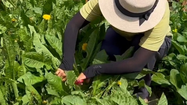 蒲公英是多年生，种一次就可以一直摘！