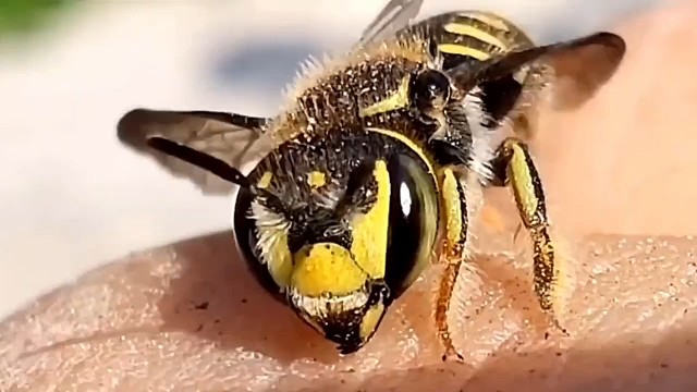 蜜蜂蛰人后为什么会死？