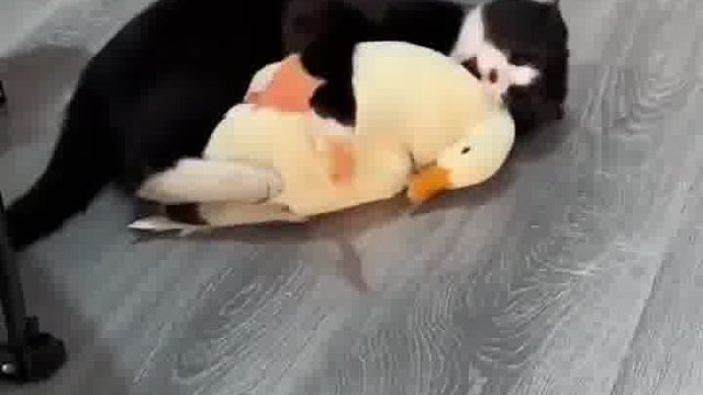 喵星人：不用管那些流言蜚语，我们是真爱就行