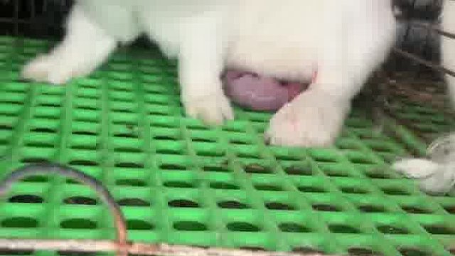 为什么它生宝宝就不疼，好羡慕它