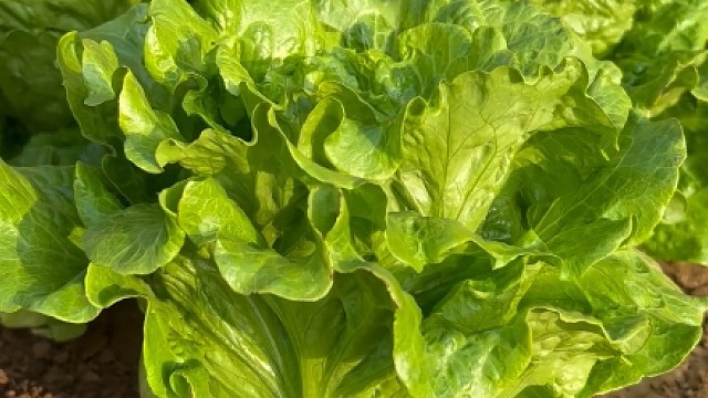 别再种味道发苦的普通生菜了！