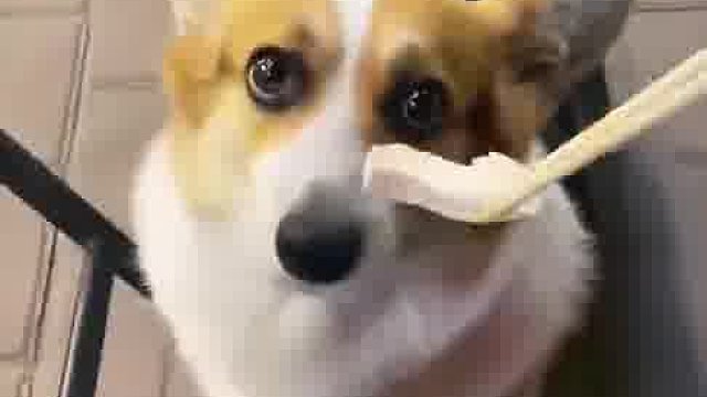 男子煮水煮鸡胸吃不下，下秒却夹给狗狗吃