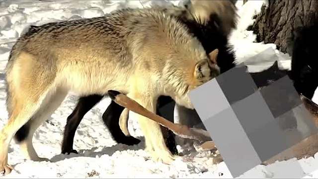 十种可爱但特别危险的动物！