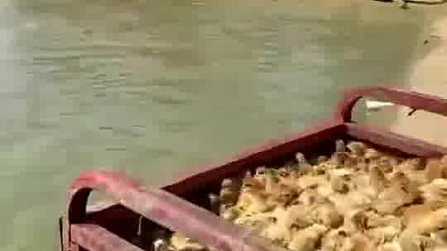 小鸡是不是高科技的产物呢？鳄鱼会不会不育不孕啊！[