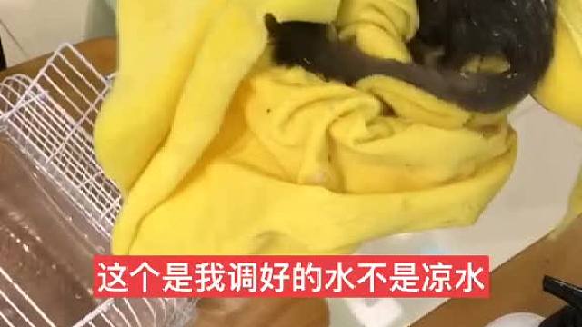 #萌宠 #蜜袋鼯 洗澡后风清扬，心飞扬