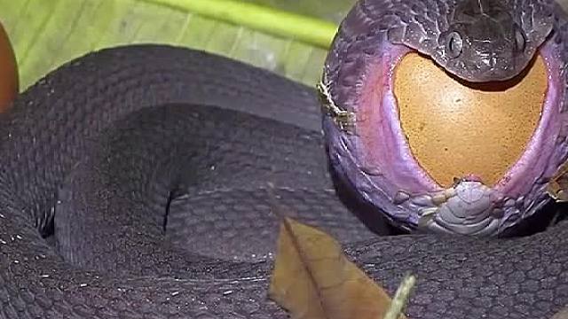 蛇怎么吞鸡蛋的，不可思议啊。