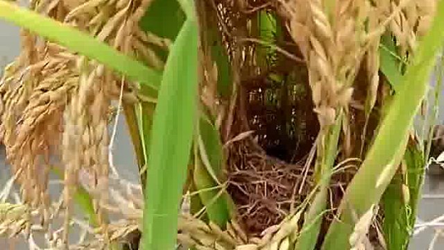 鸟宝宝：妈，今天咱吃啥？