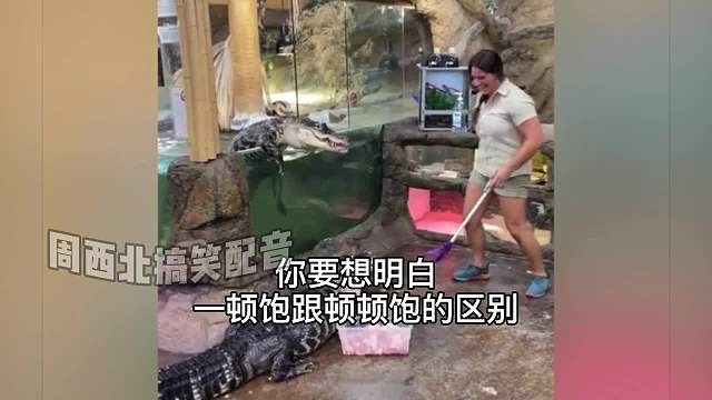 鳄鱼一顿饱和顿顿饱我还是能分清的