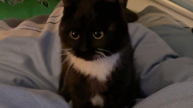 从今天你不再是流浪猫啦！我的小猫咪！