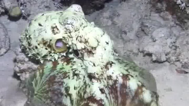 拟态章鱼，自然界的伪装大师！