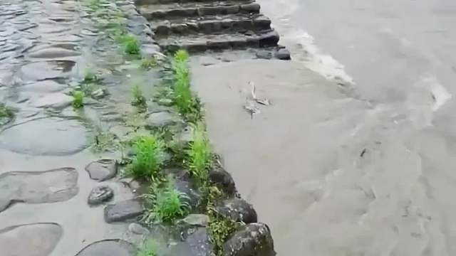 动物界的生死不离