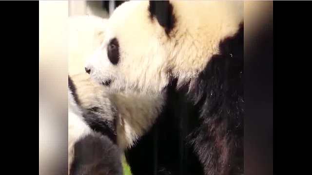 盘点那些听得懂四川话的熊猫