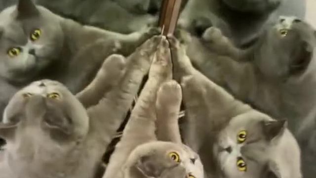 081沙雕动物在这里