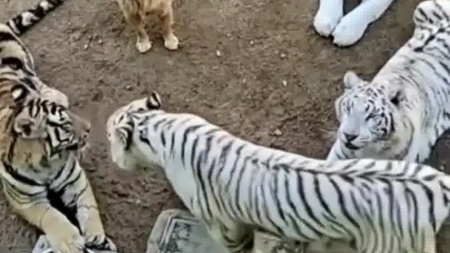 亲生的，算了算了~