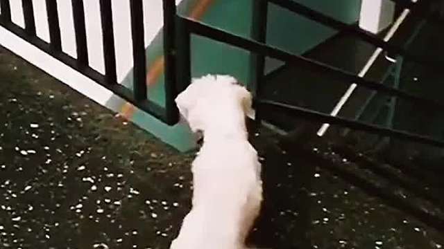 人类与动物的爱恨情仇