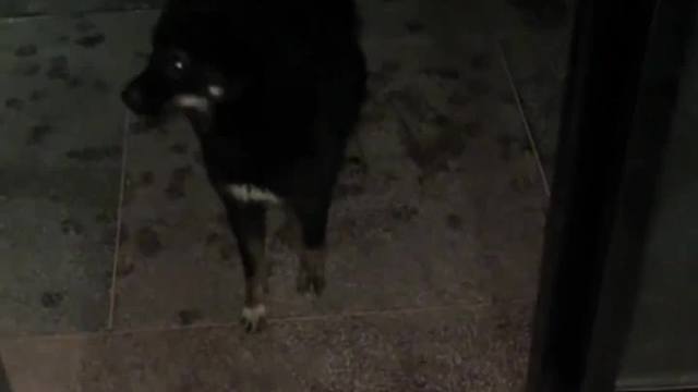 小动物们不会说话，他们的爱都藏在行动里